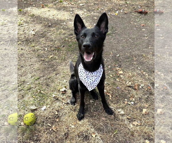 Medium Photo #17 German Shepherd Dog Puppy For Sale in Gretna, NE, USA