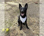 Small #16 German Shepherd Dog
