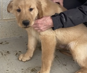 Golden Retriever Puppy for sale in HOLLAND, MI, USA