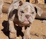 Small Photo #3 English Bulldog Puppy For Sale in HESPERIA, CA, USA