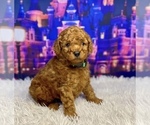 Puppy Chewy Goldendoodle (Miniature)