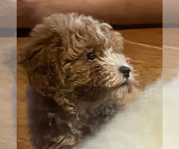Medium Photo #2 Poodle (Miniature) Puppy For Sale in MATTOON, IL, USA