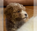 Small #1 Poodle (Miniature)