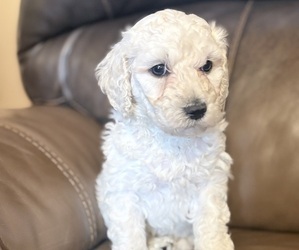 Goldendoodle mix (+ Poodle Standard) Puppy for sale in MAYNARDVILLE, TN, USA