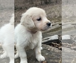 Small Photo #5 Golden Retriever Puppy For Sale in MORGANTOWN, IN, USA