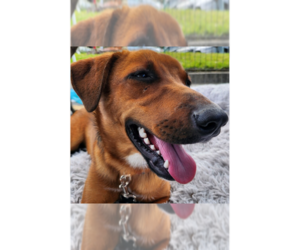 Catahoula Leopard Dog-Unknown Mix Dogs for adoption in St. Augustine, FL, USA