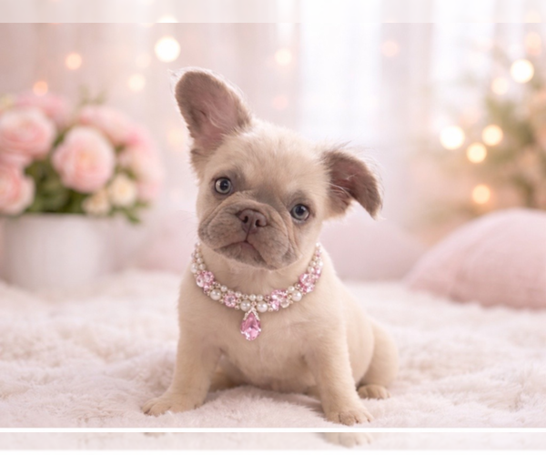 Medium Photo #1 French Bulldog Puppy For Sale in WOODBRIDGE, VA, USA
