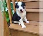 Puppy 2 Miniature Australian Shepherd-Mutt Mix