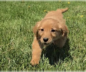Golden Retriever Puppy for sale in RIGA, MI, USA