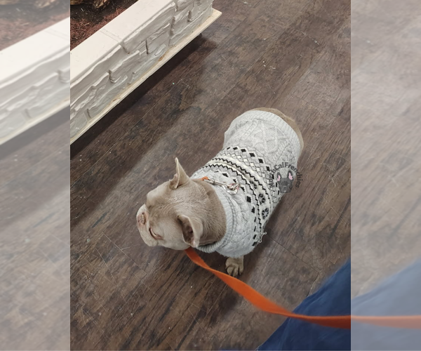 Medium Photo #4 French Bulldog Puppy For Sale in SACRAMENTO, CA, USA