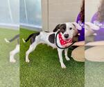 Small #1 Staffordshire Bull Terrier Mix