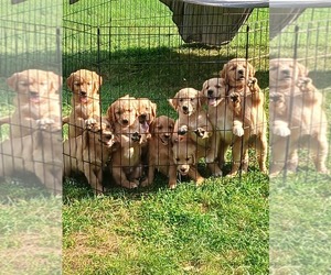 Golden Retriever Puppy for sale in GOSHEN, NH, USA
