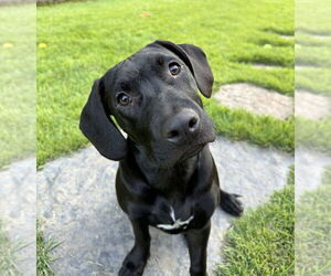 Labrador Retriever-Unknown Mix Dogs for adoption in Boston, MA, USA