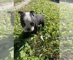 Small #5 Boston Terrier