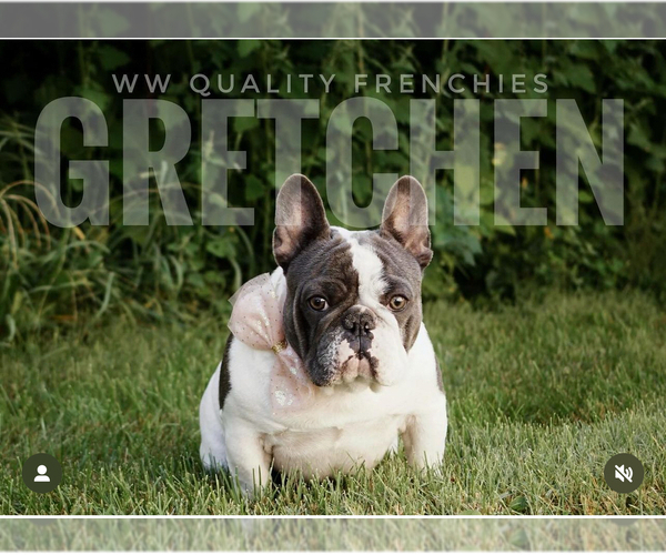 Medium Photo #1 French Bulldog Puppy For Sale in AURORA, IL, USA