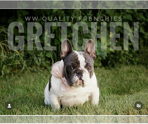 Mother of the French Bulldog puppies born on 07/08/2025
