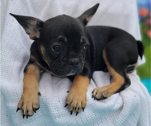 French Bulldog Puppy for sale in TAMPA, FL, USA