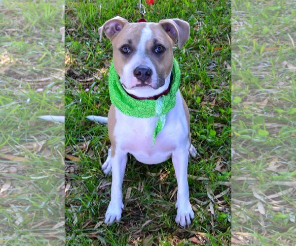 Medium Photo #1  Puppy For Sale in , 