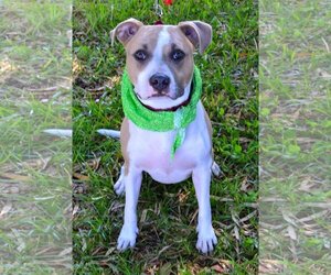 American Pit Bull Terrier-Unknown Mix Dogs for adoption in Lighthouse Point, FL, USA
