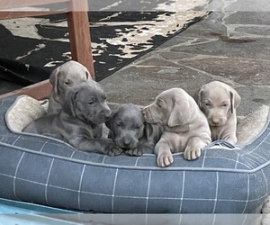 Weimaraner Litter for sale in MISSOULA, MT, USA