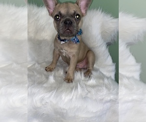 French Bulldog Puppy for sale in BEECH GROVE, IN, USA