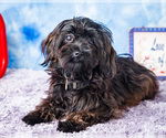 Puppy Shadow Poovanese