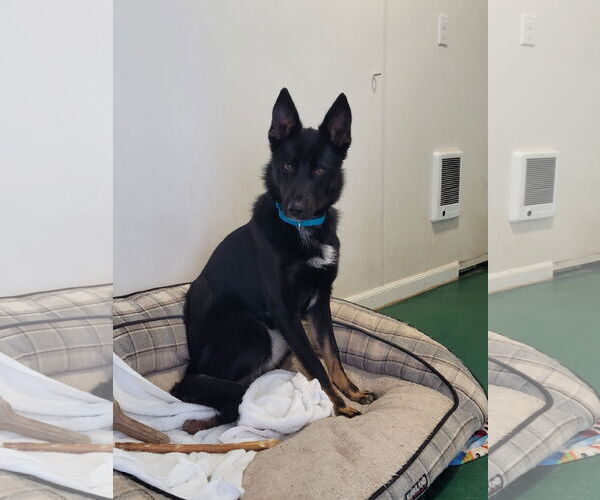 Medium Photo #2 Gerberian Shepsky Puppy For Sale in Sequim, WA, USA