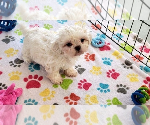 Medium Photo #5 Shih Tzu Puppy For Sale in ORO VALLEY, AZ, USA