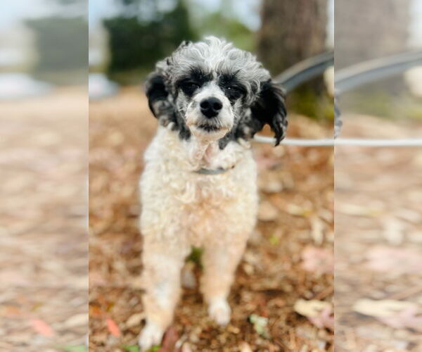 Medium Photo #1 Poodle (Miniature) Puppy For Sale in Pacolet, SC, USA