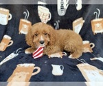 Small #6 Cavapoo (Standard)