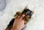 Small Photo #1 Yorkshire Terrier Puppy For Sale in LAS VEGAS, NV, USA