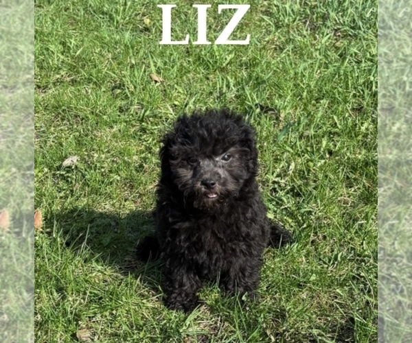 Medium Photo #2 Shih-Poo Puppy For Sale in HARTLAND, MN, USA