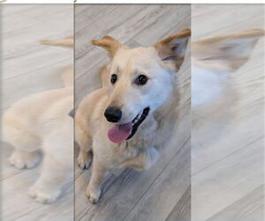 Labrador Retriever-Unknown Mix Dogs for adoption in South Bend, IN, USA