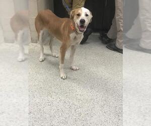 Labrador Retriever-Unknown Mix Dogs for adoption in Conroe, TX, USA