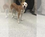 Small Labrador Retriever Mix