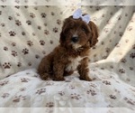 Small #5 Cavapoo (Miniature)