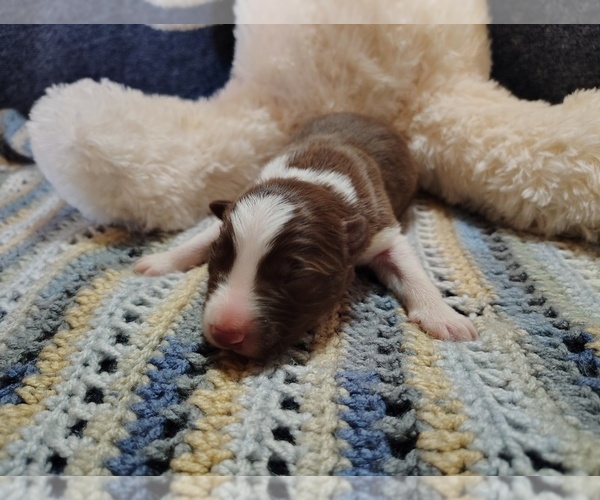 Medium Photo #3 Border Collie Puppy For Sale in NORBORNE, MO, USA