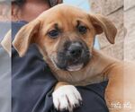 Small #7 Retriever  Mix