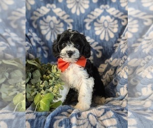 Cavapoo Puppy for sale in NEW HOLLAND, PA, USA