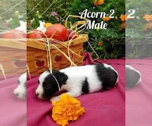 Poodle (Toy)-Ratshire Terrier Mix Puppy for sale in HAMBURG, PA, USA