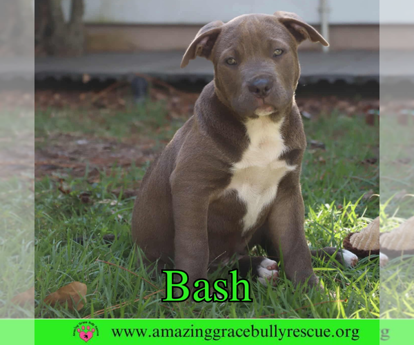Medium Photo #1 American Pit Bull Terrier-Unknown Mix Puppy For Sale in Pensacola, FL, USA