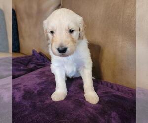 Goldendoodle Puppy for sale in DALLAS, GA, USA