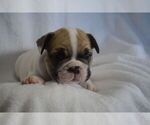 Small Photo #1 French Bulldog Puppy For Sale in LEXINGTON, KY, USA