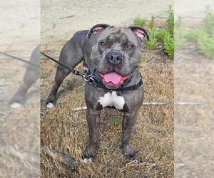 Mutt Dogs for adoption in Chula Vista, CA, USA