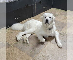 Great Pyrenees Dogs for adoption in Baton Rouge, LA, USA