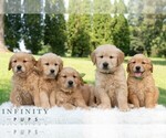 Small #1 Golden Retriever