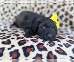Small #2 Aussiedoodle Miniature 