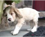 Small #2 Cocker Spaniel