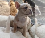 Small Photo #4 French Bulldog Puppy For Sale in GILBERTSVILLE, PA, USA