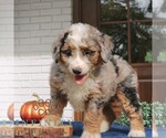 Small #1 Bernedoodle (Miniature)
